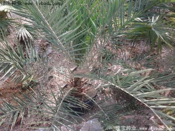 <a href='http://m.wuzhouwash.com/linmuzhongzi/2221.html' target='_blank'>加拿利海棗種子</a>