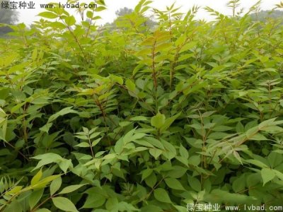 黃菠蘿種子
