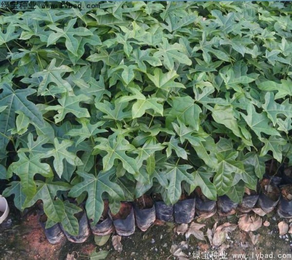 <a href='http://m.wuzhouwash.com/linmuzhongzi/2223.html' target='_blank'>火焰木種子</a>
