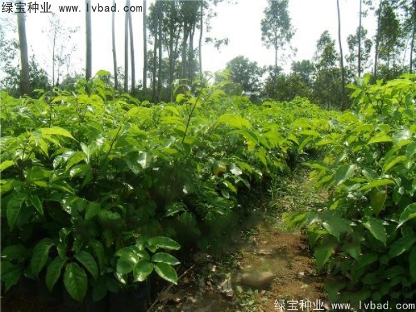 <a href='http://m.wuzhouwash.com/linmuzhongzi/2224.html' target='_blank'>幌傘楓種子</a>