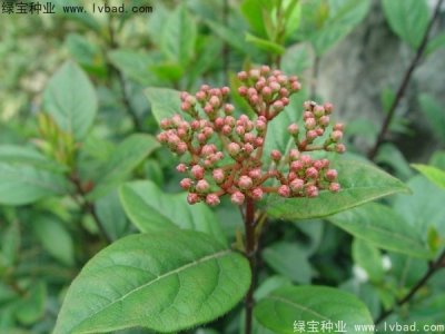 莢蒾種子