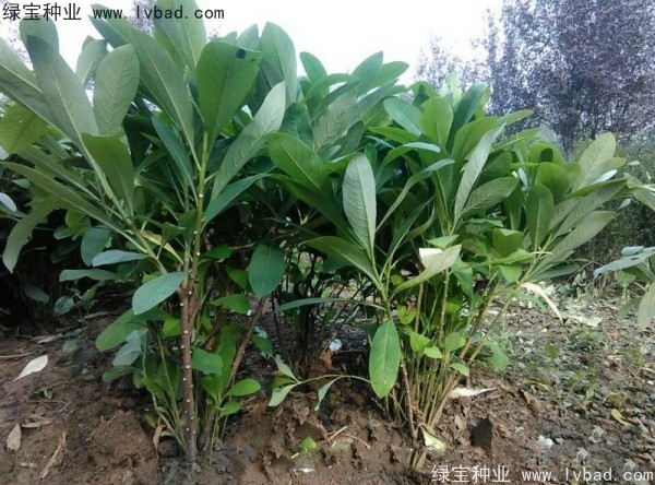 <a href='http://m.wuzhouwash.com/linmuzhongzi/2226.html' target='_blank'>結(jié)香種子</a>