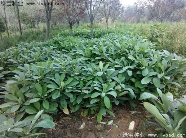 <a href='http://m.wuzhouwash.com/linmuzhongzi/2226.html' target='_blank'>結(jié)香</a><a href='http://m.wuzhouwash.com/' target='_blank'>種子</a>