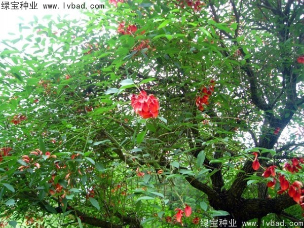刺桐種子