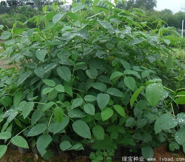 <a href='http://m.wuzhouwash.com/linmuzhongzi/2227.html' target='_blank'>刺桐</a><a href='http://m.wuzhouwash.com/' target='_blank'>種子</a>