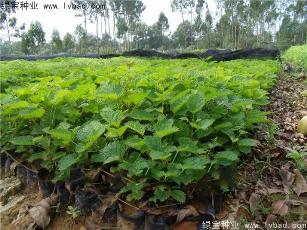 <a href='http://m.wuzhouwash.com/linmuzhongzi/2227.html' target='_blank'>刺桐種子</a>