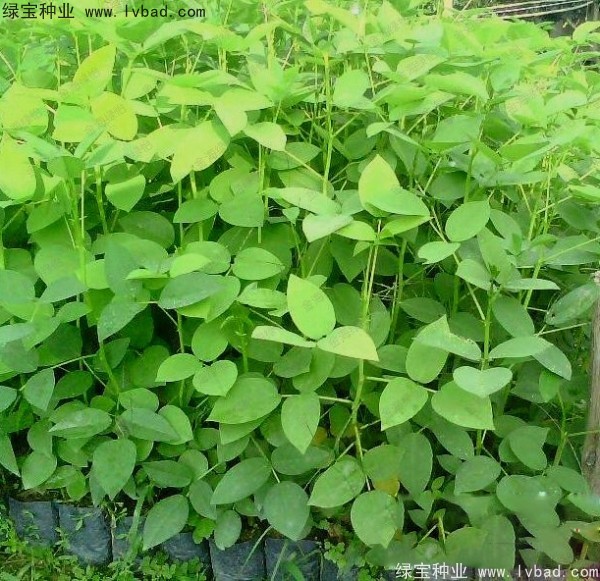 <a href='http://m.wuzhouwash.com/linmuzhongzi/2227.html' target='_blank'>刺桐種子</a>