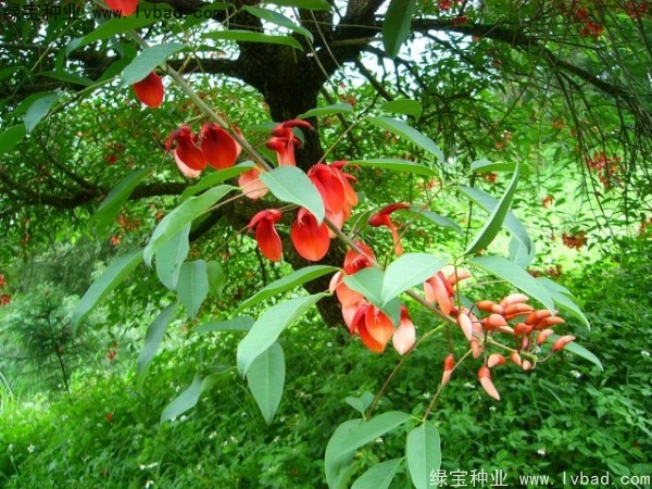 刺桐種子