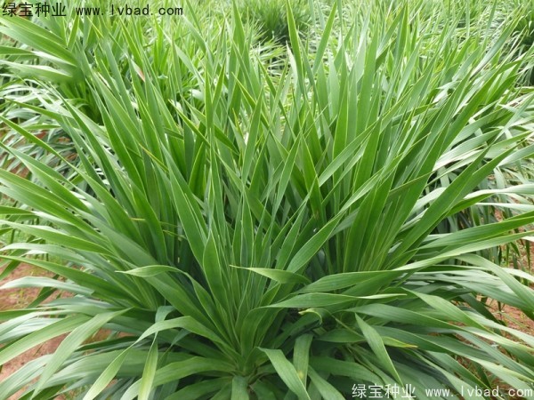 <a href='http://m.wuzhouwash.com/linmuzhongzi/2230.html' target='_blank'>龍血樹(shù)</a><a href='http://m.wuzhouwash.com/' target='_blank'>種子</a>