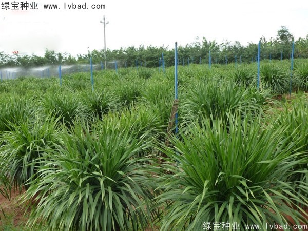 <a href='http://m.wuzhouwash.com/linmuzhongzi/2230.html' target='_blank'>龍血樹(shù)種子</a>