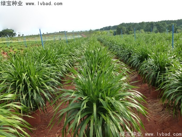 龍血樹(shù)<a href='http://m.wuzhouwash.com/' target='_blank'>種子</a>