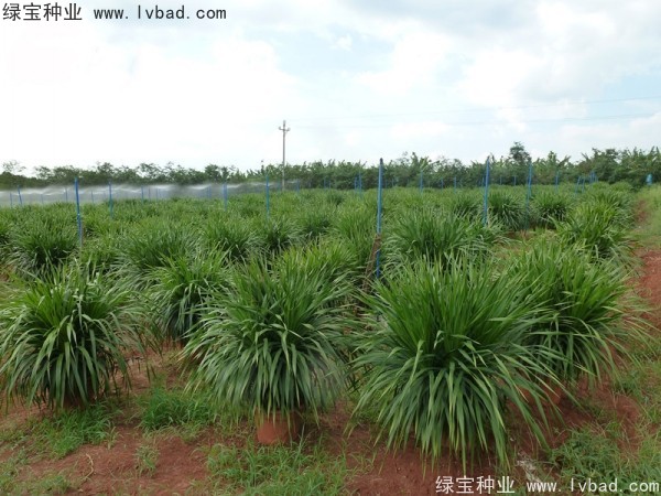 龍血樹(shù)<a href='http://m.wuzhouwash.com/' target='_blank'>種子</a>