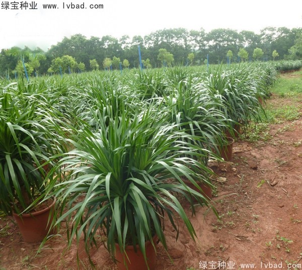 <a href='http://m.wuzhouwash.com/linmuzhongzi/2230.html' target='_blank'>龍血樹(shù)種子</a>