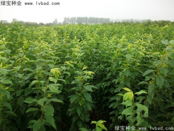 <a href='http://m.wuzhouwash.com/linmuzhongzi/2231.html' target='_blank'>李子種子</a>