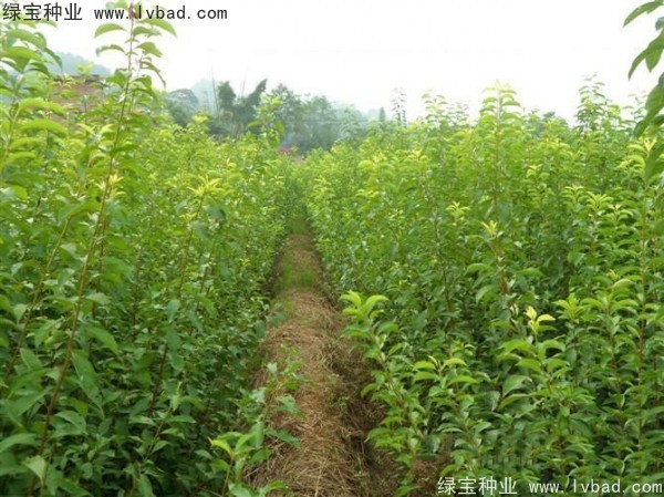 李子<a href='http://m.wuzhouwash.com/' target='_blank'>種子</a>