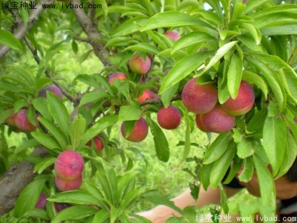 <a href='http://m.wuzhouwash.com/linmuzhongzi/2231.html' target='_blank'>李子種子</a>
