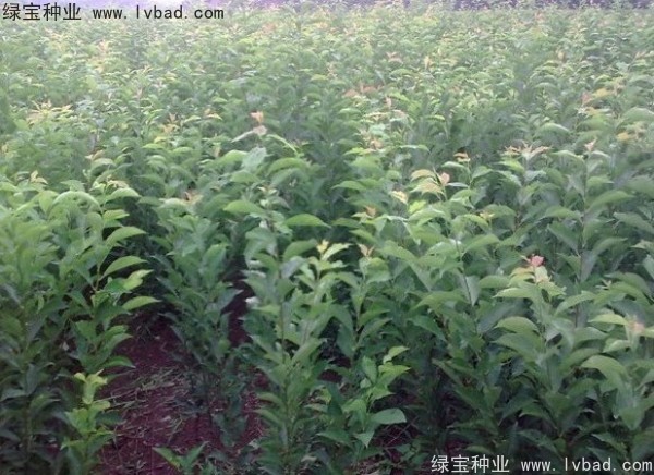 李子<a href='http://m.wuzhouwash.com/' target='_blank'>種子</a>