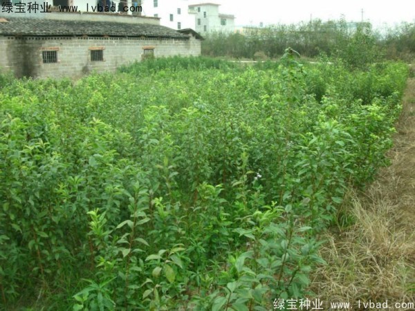 李子<a href='http://m.wuzhouwash.com/' target='_blank'>種子</a>