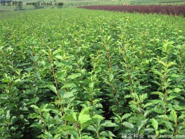 <a href='http://m.wuzhouwash.com/linmuzhongzi/2231.html' target='_blank'>李子種子</a>