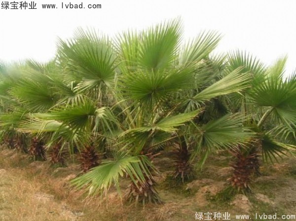 <a href='http://m.wuzhouwash.com/linmuzhongzi/2232.html' target='_blank'>老人葵</a><a href='http://m.wuzhouwash.com/' target='_blank'>種子</a>
