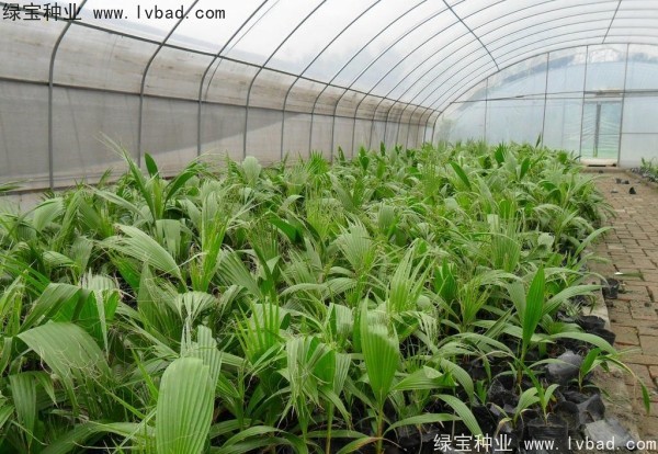 <a href='http://m.wuzhouwash.com/linmuzhongzi/2232.html' target='_blank'>老人葵種子</a>