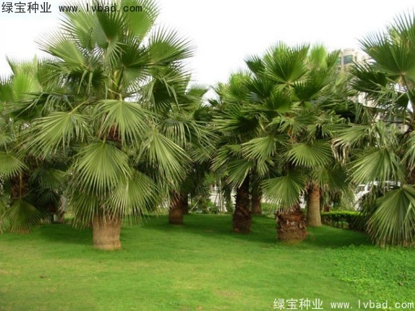 <a href='http://m.wuzhouwash.com/linmuzhongzi/2232.html' target='_blank'>老人葵種子</a>