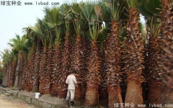 <a href='http://m.wuzhouwash.com/linmuzhongzi/2232.html' target='_blank'>老人葵</a><a href='http://m.wuzhouwash.com/' target='_blank'>種子</a>