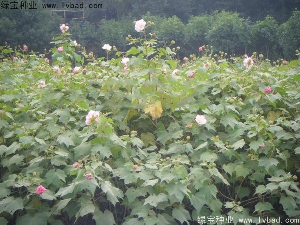 木芙蓉<a href='http://m.wuzhouwash.com/' target='_blank'>種子</a>