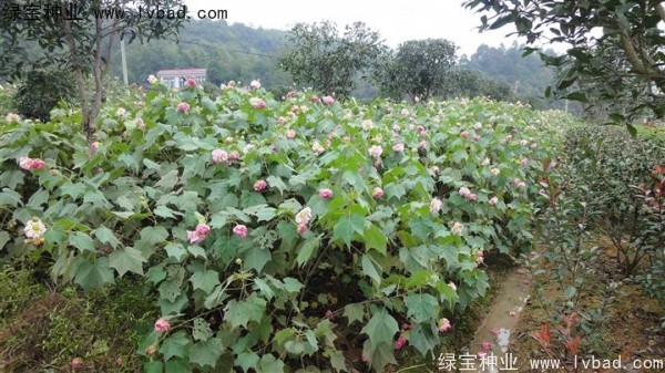 <a href='http://m.wuzhouwash.com/linmuzhongzi/2233.html' target='_blank'>木芙蓉</a><a href='http://m.wuzhouwash.com/' target='_blank'>種子</a>