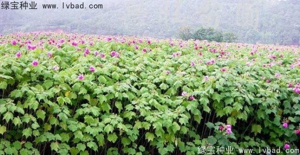 <a href='http://m.wuzhouwash.com/linmuzhongzi/2233.html' target='_blank'>木芙蓉</a><a href='http://m.wuzhouwash.com/' target='_blank'>種子</a>