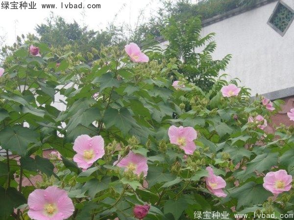 <a href='http://m.wuzhouwash.com/linmuzhongzi/2233.html' target='_blank'>木芙蓉種子</a>