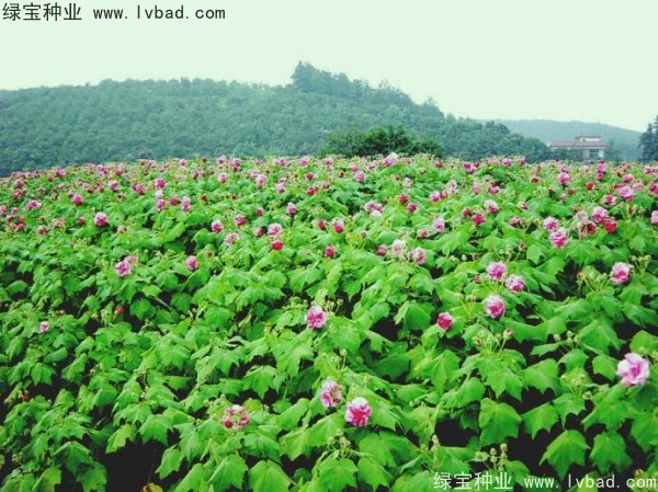 <a href='http://m.wuzhouwash.com/linmuzhongzi/2233.html' target='_blank'>木芙蓉種子</a>