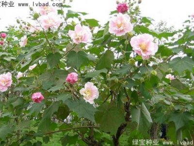木芙蓉種子