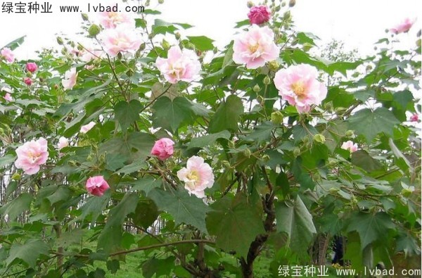 <a href='http://m.wuzhouwash.com/linmuzhongzi/2233.html' target='_blank'>木芙蓉種子</a>