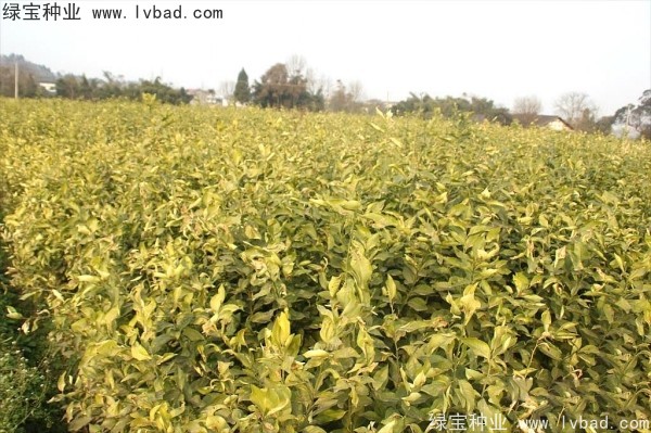 <a href='http://m.wuzhouwash.com/linmuzhongzi/2234.html' target='_blank'>檸檬種子</a>