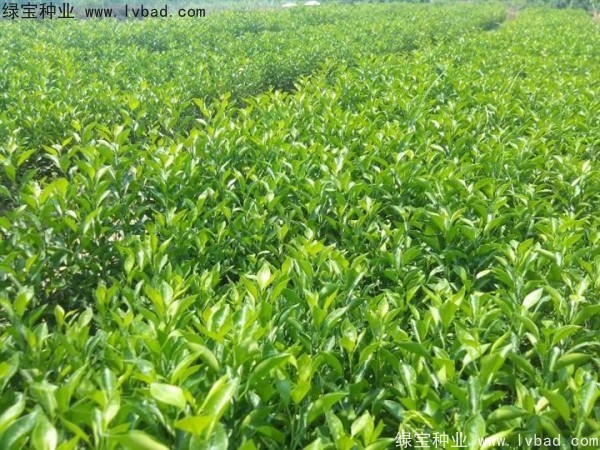 <a href='http://m.wuzhouwash.com/linmuzhongzi/2234.html' target='_blank'>檸檬</a><a href='http://m.wuzhouwash.com/' target='_blank'>種子</a>