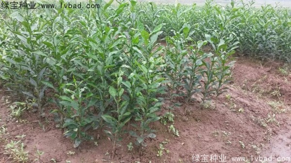 <a href='http://m.wuzhouwash.com/linmuzhongzi/2234.html' target='_blank'>檸檬</a><a href='http://m.wuzhouwash.com/' target='_blank'>種子</a>