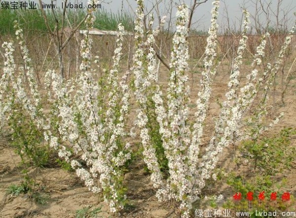 <a href='http://m.wuzhouwash.com/linmuzhongzi/2235.html' target='_blank'>歐李種子</a>