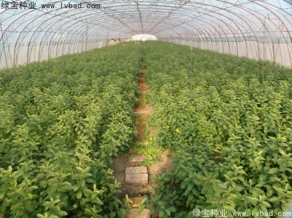 <a href='http://m.wuzhouwash.com/linmuzhongzi/2235.html' target='_blank'>歐李</a><a href='http://m.wuzhouwash.com/' target='_blank'>種子</a>