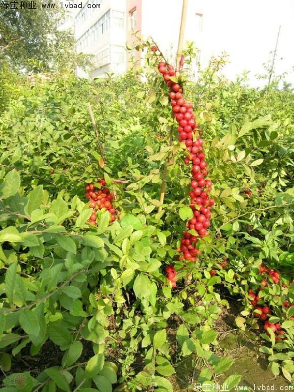 歐李<a href='http://m.wuzhouwash.com/' target='_blank'>種子</a>