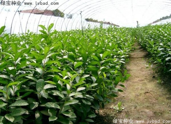 <a href='http://m.wuzhouwash.com/linmuzhongzi/2235.html' target='_blank'>歐李種子</a>