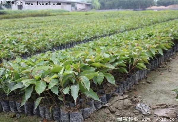 <a href='http://m.wuzhouwash.com/linmuzhongzi/2237.html' target='_blank'>菩提子種子</a>
