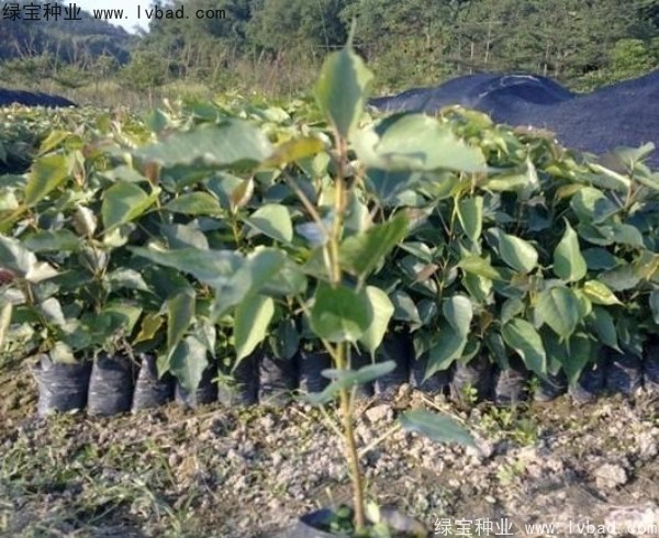 <a href='http://m.wuzhouwash.com/linmuzhongzi/2237.html' target='_blank'>菩提子</a><a href='http://m.wuzhouwash.com/' target='_blank'>種子</a>