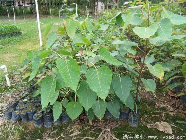 <a href='http://m.wuzhouwash.com/linmuzhongzi/2237.html' target='_blank'>菩提子</a><a href='http://m.wuzhouwash.com/' target='_blank'>種子</a>