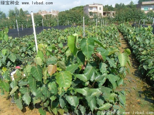 <a href='http://m.wuzhouwash.com/linmuzhongzi/2237.html' target='_blank'>菩提子種子</a>