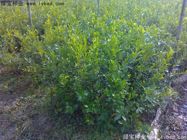 <a href='http://m.wuzhouwash.com/linmuzhongzi/2239.html' target='_blank'>榕樹種子</a>