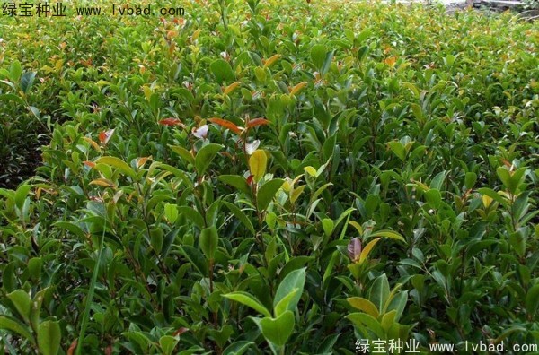 榕樹<a href='http://m.wuzhouwash.com/' target='_blank'>種子</a>