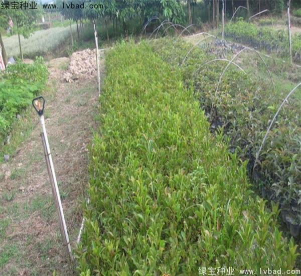 <a href='http://m.wuzhouwash.com/linmuzhongzi/2239.html' target='_blank'>榕樹種子</a>