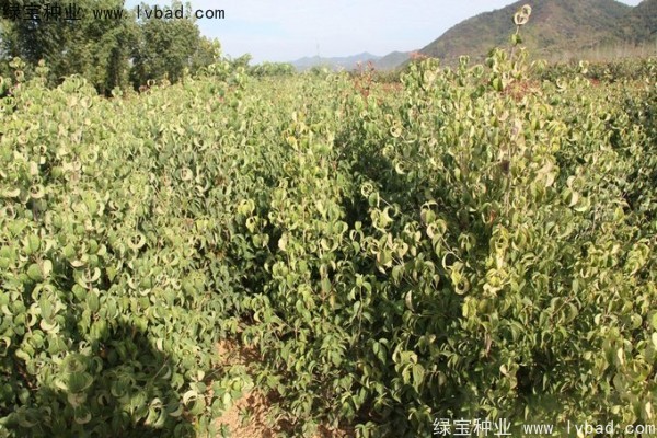 <a href='http://m.wuzhouwash.com/linmuzhongzi/2240.html' target='_blank'>四照花種子</a>