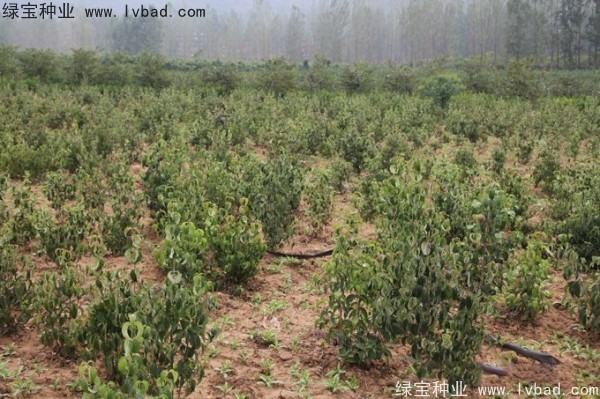 四照花<a href='http://m.wuzhouwash.com/' target='_blank'>種子</a>